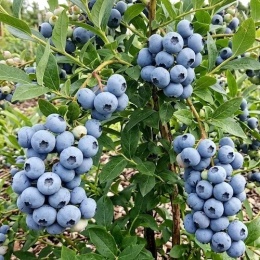 Borówka amerykańska Bluecrop z dojrzałymi owocami