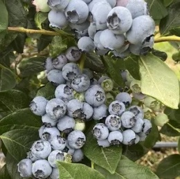 DUKE Borówka amerykańska sadzonka C2,5 FarmaPlants