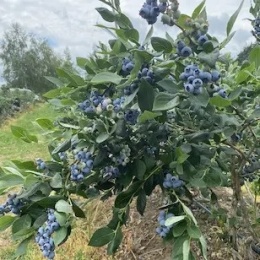 DUKE Borówka amerykańska doniczka C2,5 FarmaPlants
