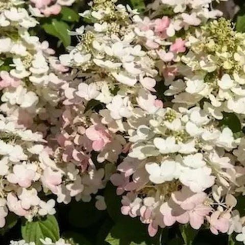 Hortensja-bukietowa-Early-Harry-sadzonka-C3- FarmaPlants