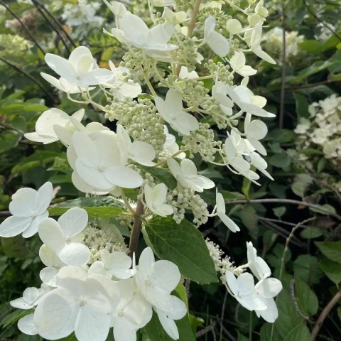 Hortensja bukietowa Great Escape FarmaPlants