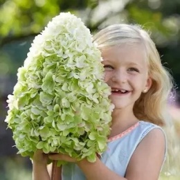 Hortensja bukietowa Hercules FarmaPlants