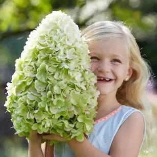 Hortensja bukietowa Hercules FarmaPlants