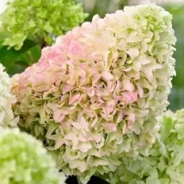 Hortensja bukietowa Hercules w doniczce 3L