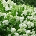 Hortensja bukietowa Hercules kwiaty giganty