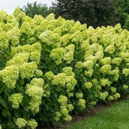 Hortensja bukietowa Limelight żywopłot