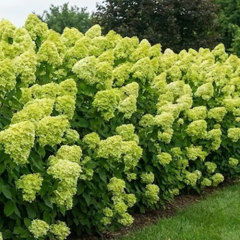 Hortensja bukietowa Limelight żywopłot