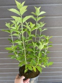Hortensja bukietowa 'Limelight' PBR Hydrangea paniculata