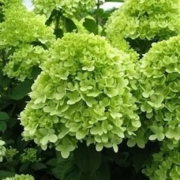 Hortensja bukietowa Limelight FarmaPlants