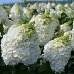 Hortensja bukietowa Magical Mont Blanc