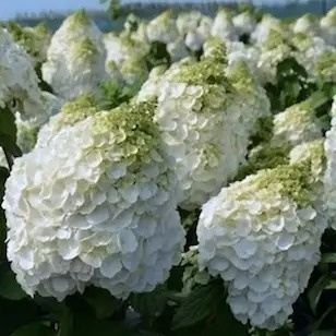Hortensja bukietowa Magical Mont Blanc
