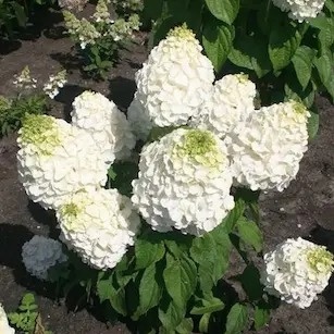 Hortensja bukietowa Magical Mont Blanc - w doniczce 3L