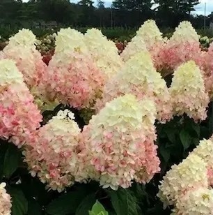 Hortensja bukietowa Magical Sweet Summer