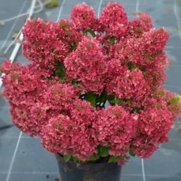 Hortensja bukietowa Petite Cherry FarmaPlants