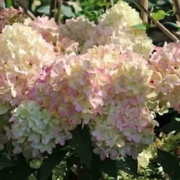 Hortensja bukietowa Petite Flori - kompaktowa