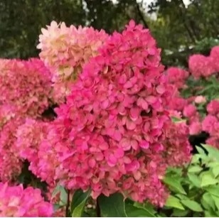 Hortensja bukietowa Petite Flori w doniczce 3L FarmaPlants