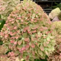 Hortensja bukietowa Pixio FarmaPlants