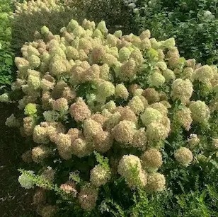 Hortensja bukietowa Pixio kompaktowa