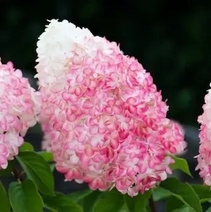 Hortensja bukietowa Pink&Rose FarmaPlants