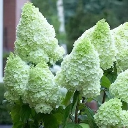 Hortensja bukietowa Polar Bear FarmaPlants