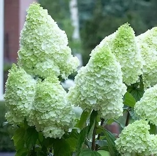 Hortensja bukietowa Polar Bear FarmaPlants