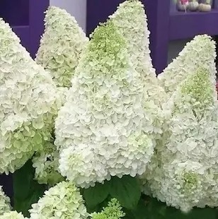 Hortensja bukietowa Polar Bear / Miś Polarny