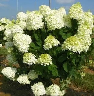 Hortensja bukietowa Polar Bear w doniczce L