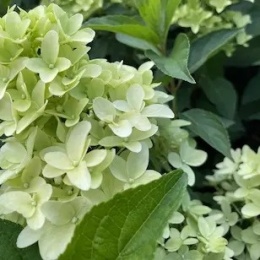 Hortensja bukietowa Skyfall FarmaPlants