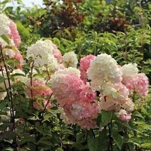 Hortensja bukietowa Sunday Fraise w doniczce 3L FarmaPlants