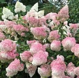 Hortensja bukietowa Vanille Fraise FarmaPlants