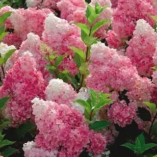 Hortensja bukietowa Vanille Fraise kwiaty