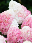 'Pink & Rose' PBR