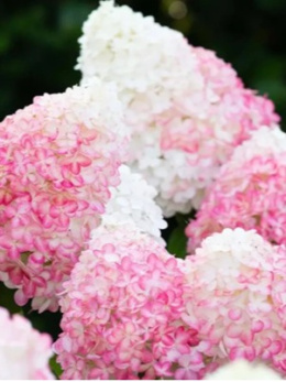 'Pink & Rose' PBR
