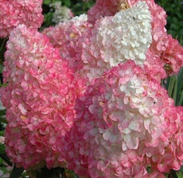 'Vanille Fraise' PBR