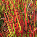 Imperata Cylindica RED BARON