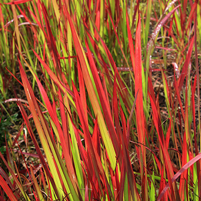 Imperata Cylindica RED BARON Imperata Cylindica RED BARON