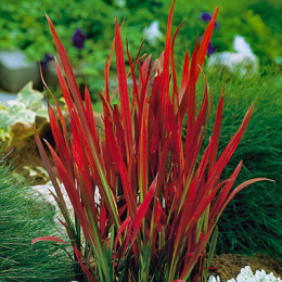 Imperata Cylindica RED BARON