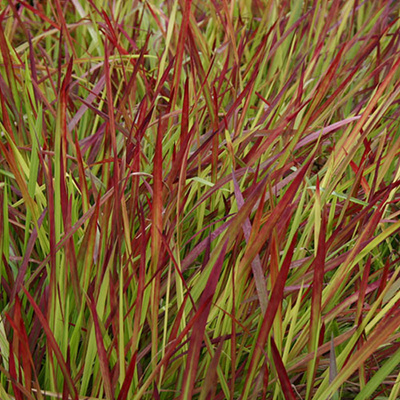 Imperata Cylindica RED BARON Imperata Cylindica RED BARON
