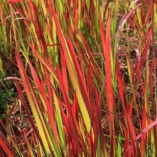 Imperata Cylindrica Red Baron