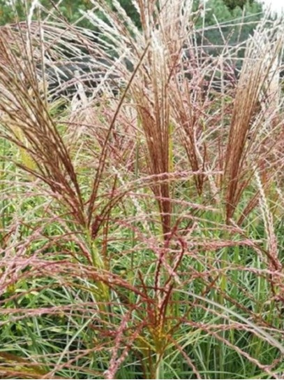 Miscanthus sinensis Kleine Silberspinne z bliska Miscanthus sinensis Kleine Silberspinne z bliska