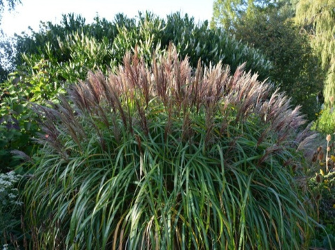 Miscanthus sinensis Malepartus w pełnym rozkwicie latem Miscanthus sinensis Malepartus w pełnym rozkwicie latem