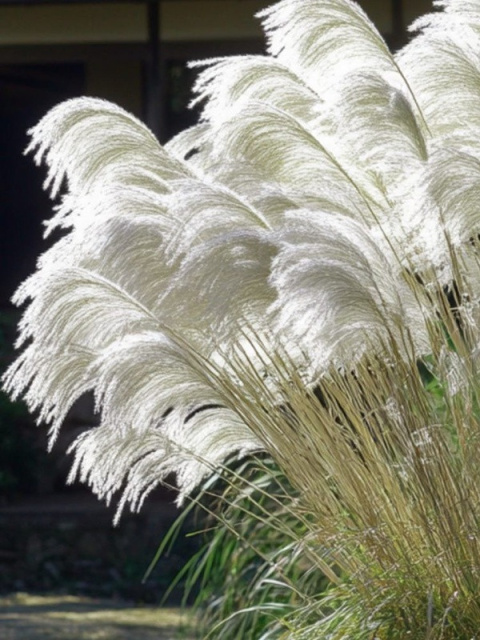 Miscanthus sinensis Memory – trawa ozdobna w ogrodzie Miscanthus sinensis Memory – trawa ozdobna w ogrodzie
