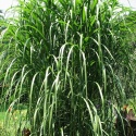 Miskant Olbrzymi Miscanthus Giganteus