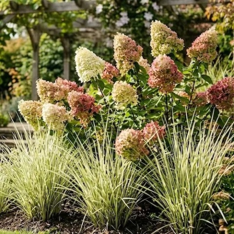 miskant-chinski-white-rush-w-ogrodzie