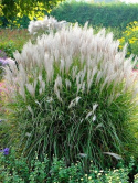 Miscanthus sinensis Silberspinne w ogrodzie latem