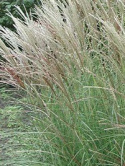 Miscanthus sinensis SILBERSPINNE