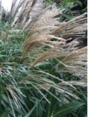 Miscanthus sinensis Silberspinne w ogrodzie latem