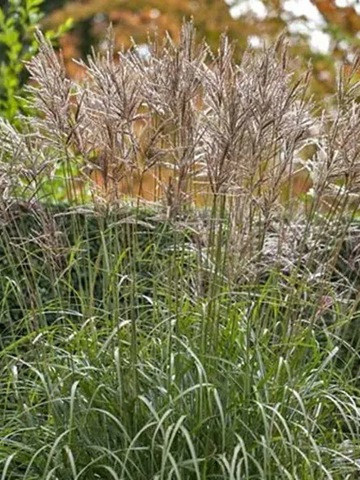 Miscanthus sinensis SILBERSPINNE Miscanthus sinensis SILBERSPINNE