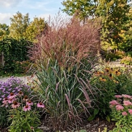 Proso rózgowate Warrior