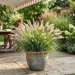 Rozplenica japońska Hameln kwiatostany